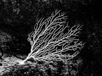 image00001-NB-1
