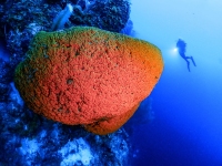 image00048cor-copie