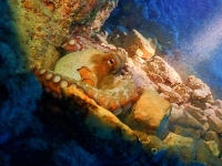 image00034corREC-OCTOPUS-copie
