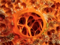 039cor