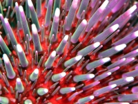 DSC_7960-copie-2-cor