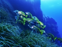 1_image00002cor-copie