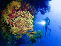 image00010cor1REC-copie