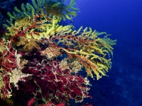 image00014cor1-copie