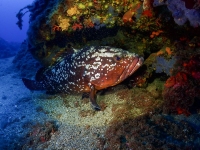 image00011cor1REC-copie