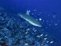 image00625corREC