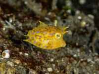 image00001corREC-copie