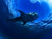 image00002acor-copie