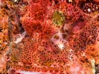 image00002bcor-copie