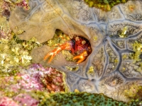 image00002ccor-copie