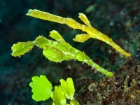 image00002cor-copie