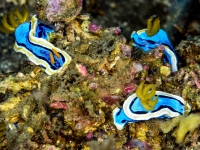 image00002dcorREC-copie