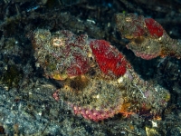 image00004cor-copie