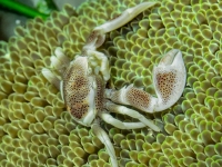 image00005acorREC-copie