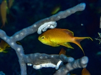 image00005bcorREC-copie