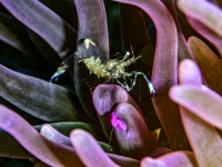 image00005ccor-copie