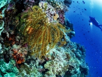 image00006acor-copie