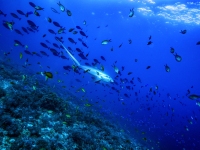 image00006ccor-copie