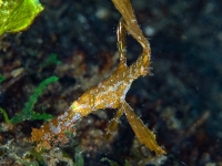 image00006corREC-copie