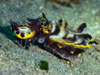 image00006dcorREC-copie