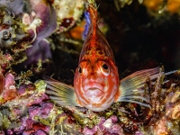 image00007bcor-copie