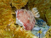 image00007ccorREC-copie