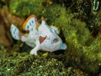 image00007corRec-copie