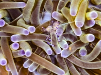 image00008acor-copie