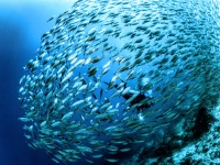 image00008bcor-copie