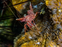 image00008ccor-copie