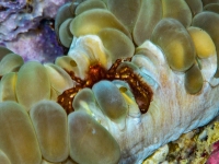 image00009acorREC-copie