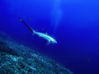 image00009ccor-copie