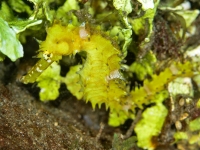 image00009cor-copie