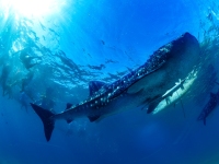 image00010acor-copie