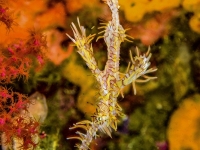 image00010ccor-copie