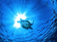 image00011bcor-copie