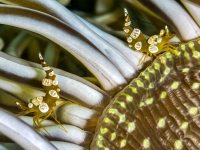 image00011ccorREC-copie