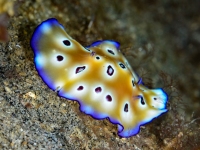 image00011corREC-copie