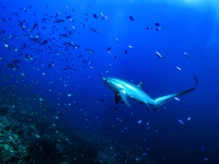 image00012ccor-copie