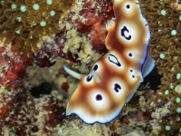 image00013acor-copie