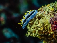 image00013bcorREC-copie