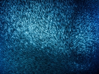 image00014acor-copie