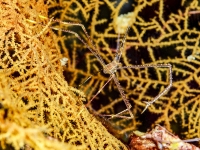 image00015acor-copie