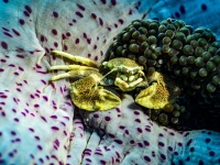 image00016acorREC-copie