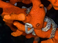 image00018acor-copie