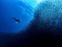 image00019acor-copie