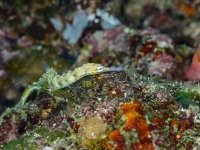 image00021cor-copie