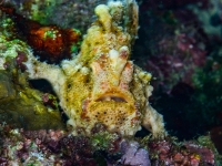 image00023corREC-copie