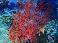 image00007cor-copie