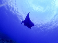 image00010cor-copie